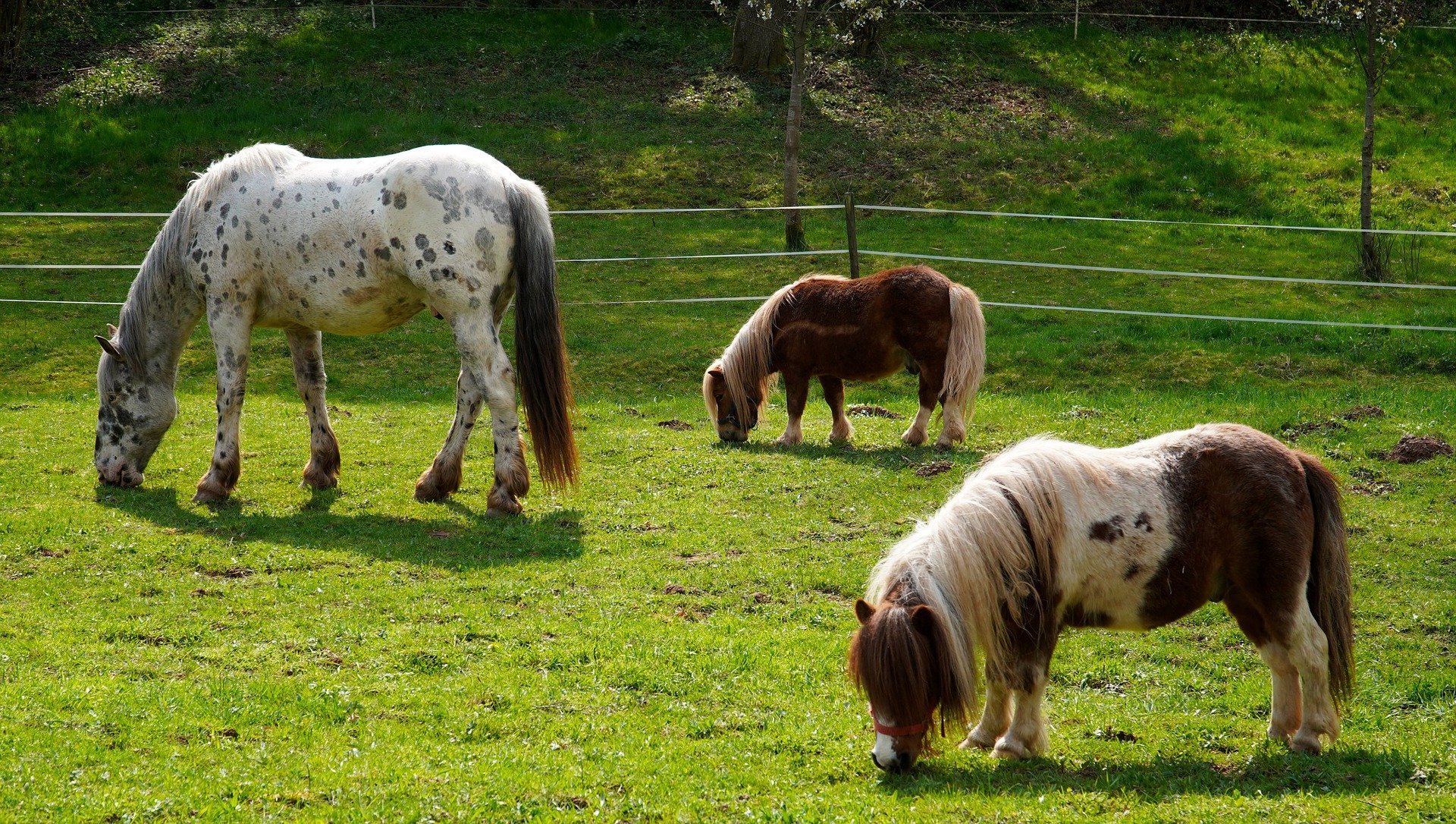 Pferde unterschiedlicher Rassen fressen Gras auf Weide