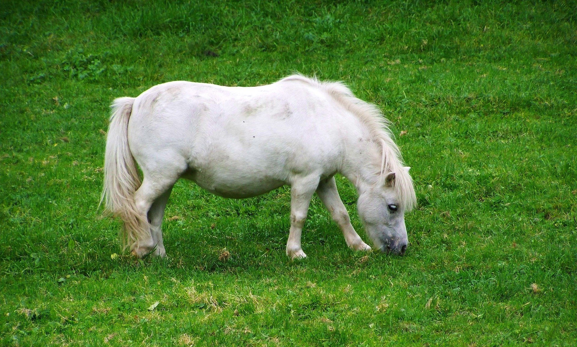 Pferd der Rasse Shetlandpony mit Übergewicht frisst Gras