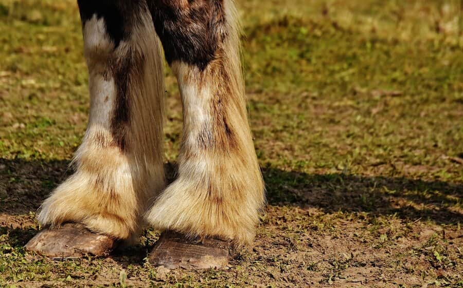 Pferd mit schlechten Hufen