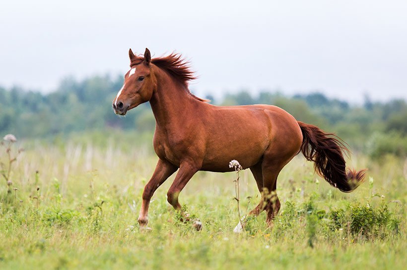 Braunes Pferd auf einer Wiese