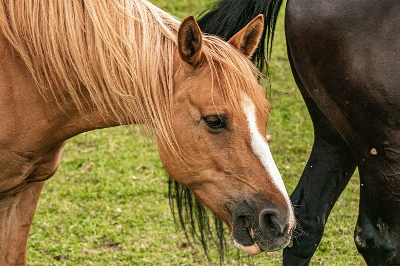 Pferd hustet, um Lunge zu schützen