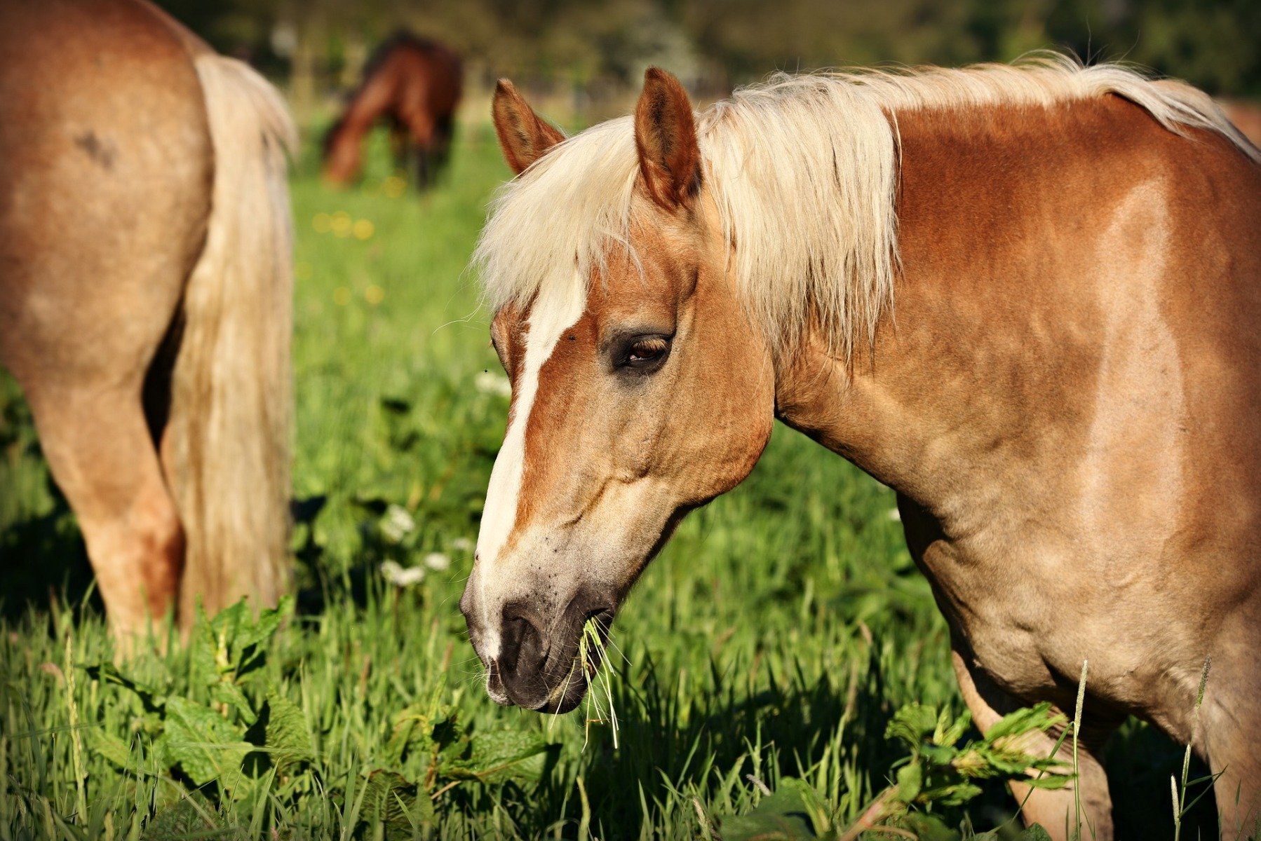 Pferd beim Fressen