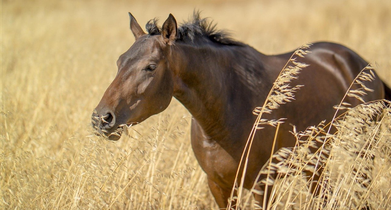 Pferd in Getreidefeld