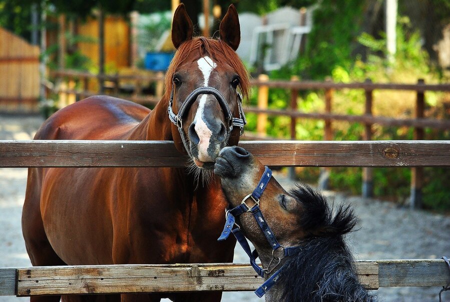 Pony und Pferd an einem Koppelzaun