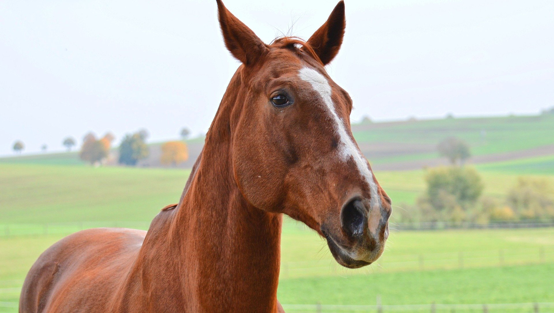Senior Pferd im Portrait
