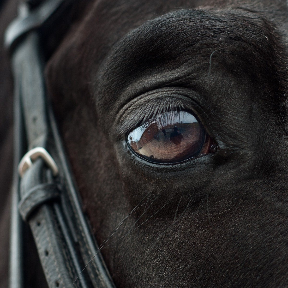 Nahaufnahme des Auges eines Pferdes