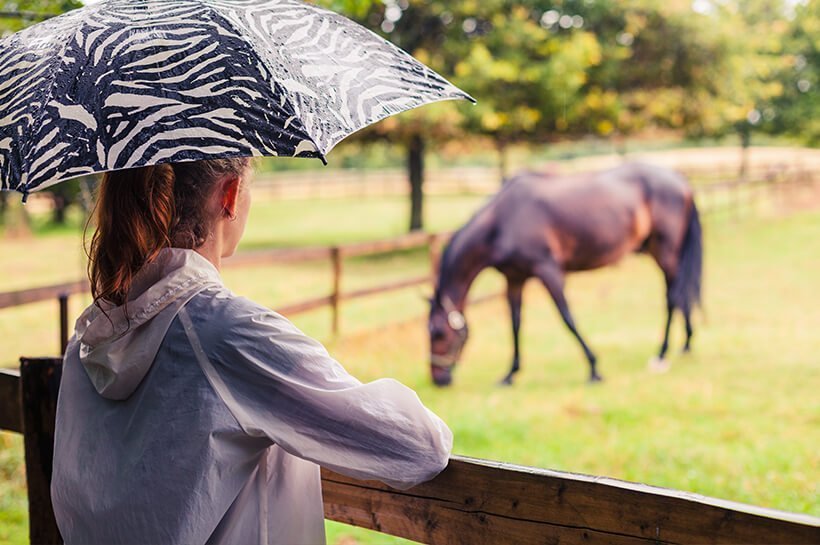 Pferd bei Regen auf der Weide