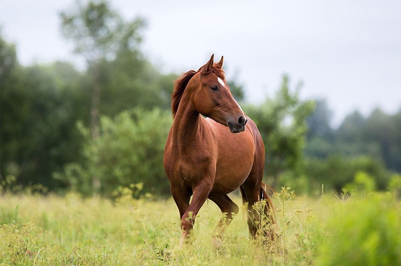 Pferd läuft über Weide