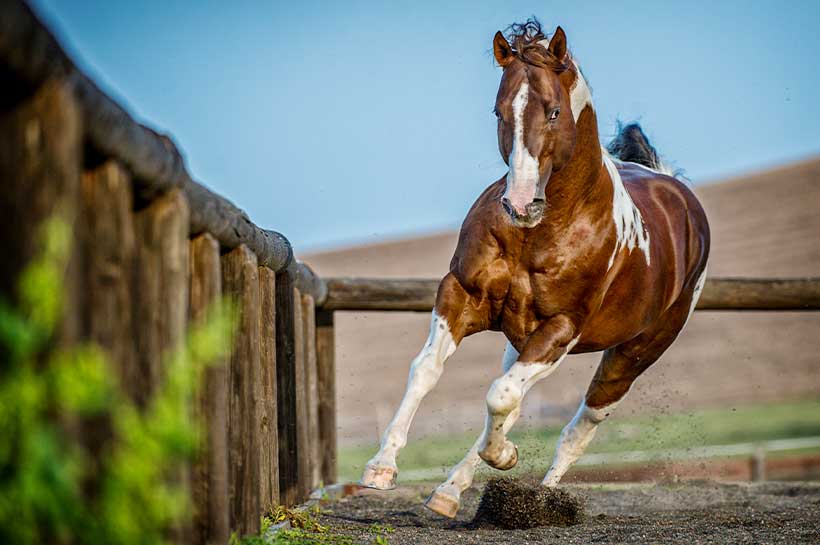 Pferd springt auf dem Paddock