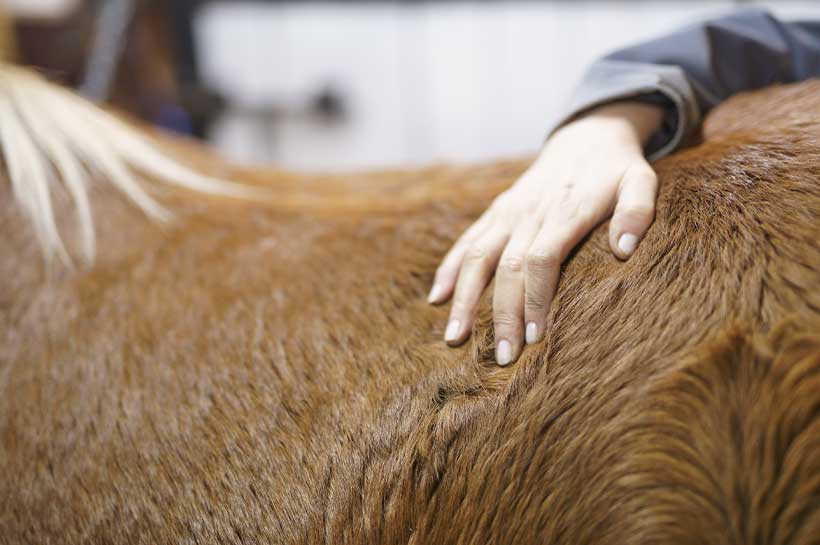 Pferd wird am Rücken von einer Hand berührt