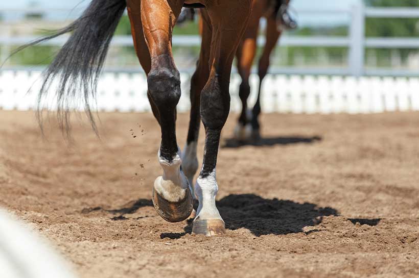 Pferd läuft