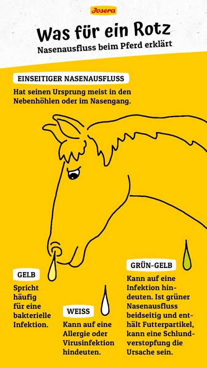 Infografik zum Thema Nasenausfluss Pferd