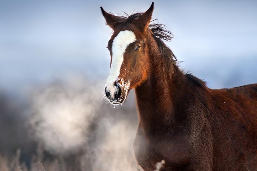 Pferd atmet Dampf über Nüstern aus 