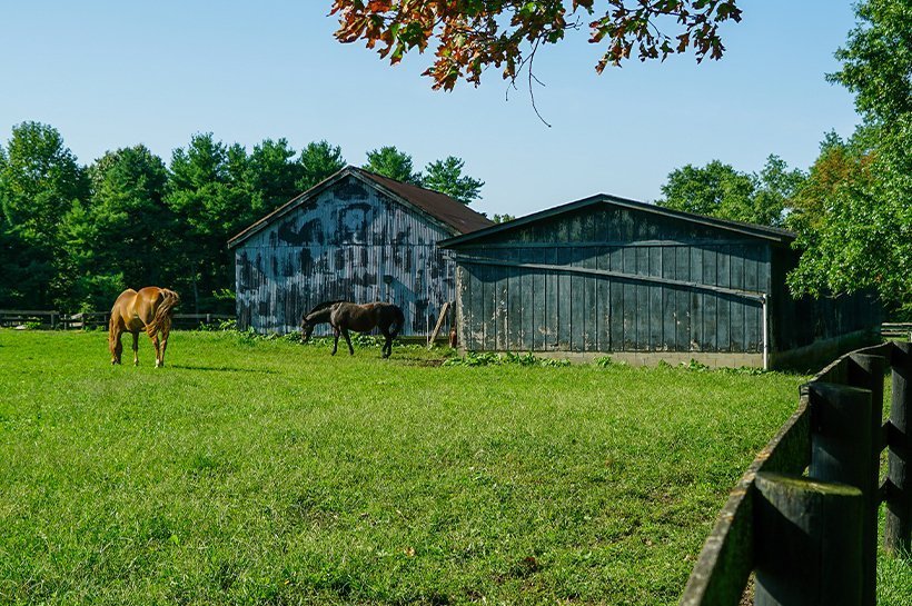 Zwei Pferde grasen vor dem Stall auf einer grünen Wiese.