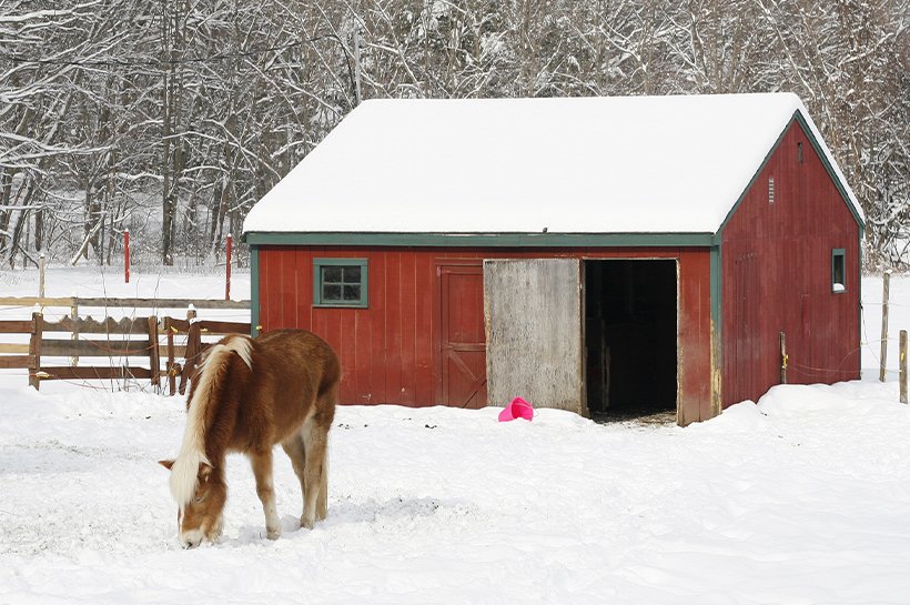 Pferd steht im Winter draußen im Schnee vor seinem Stall.