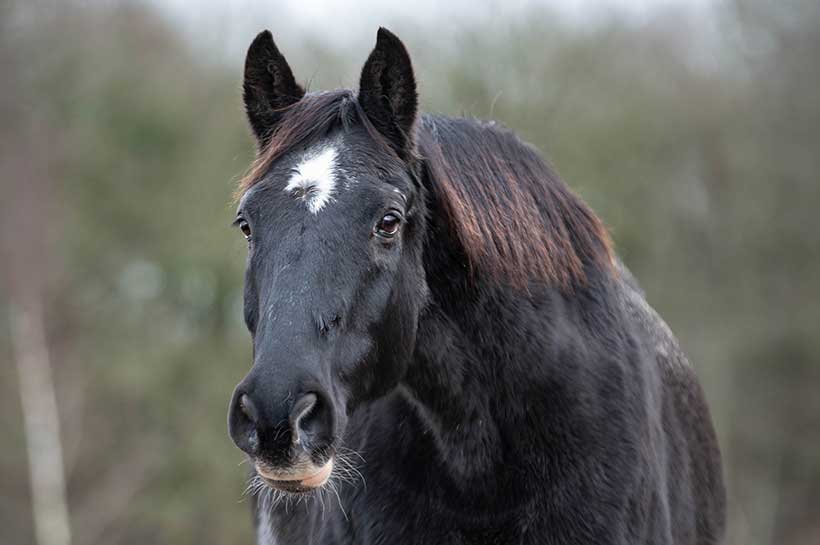 Älteres, schwarzbraunes Pferd im Portrait