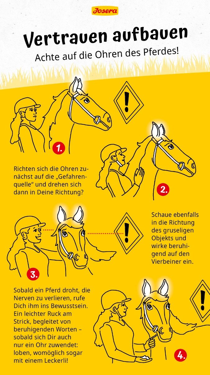 Infografik Pferd Vertrauen aufbauen