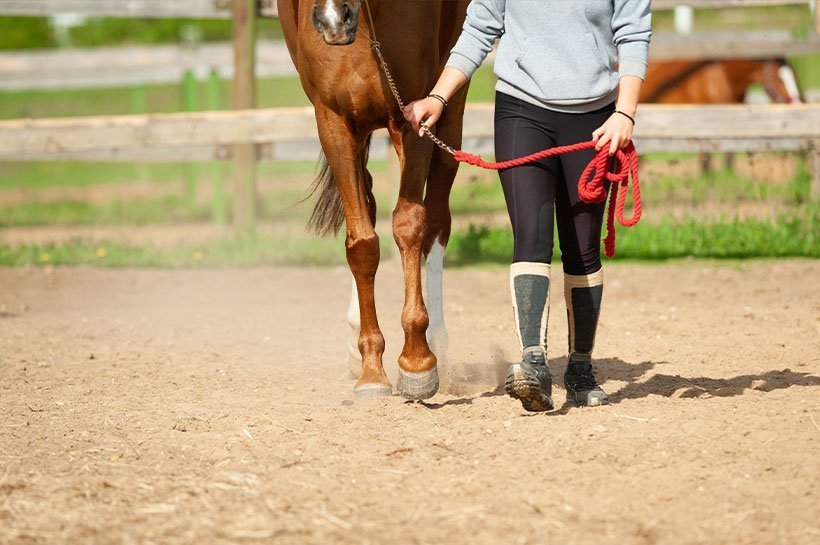 Pferd an der Hand im Stehen mit Reiter