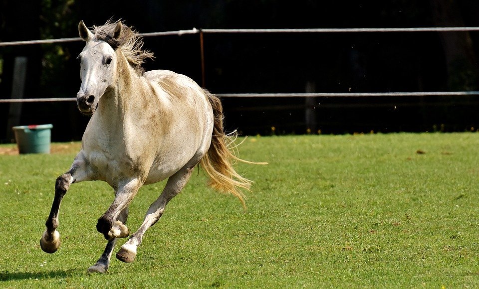 pferd-beim-rennen pferd-beim-rennen