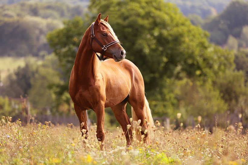 Pferd steht auf einer Wiese in der Sonne