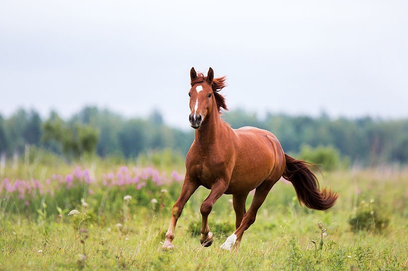 Pferd galoppiert über eine Wiese