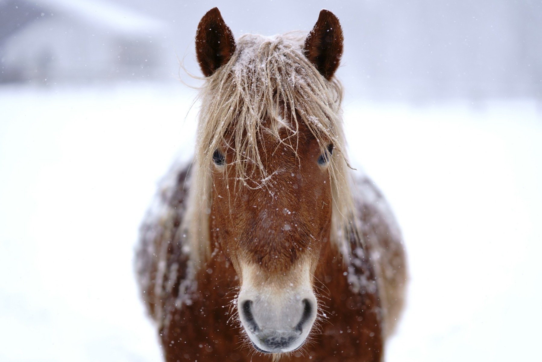 Pferd mit Eiskristallen im Fell