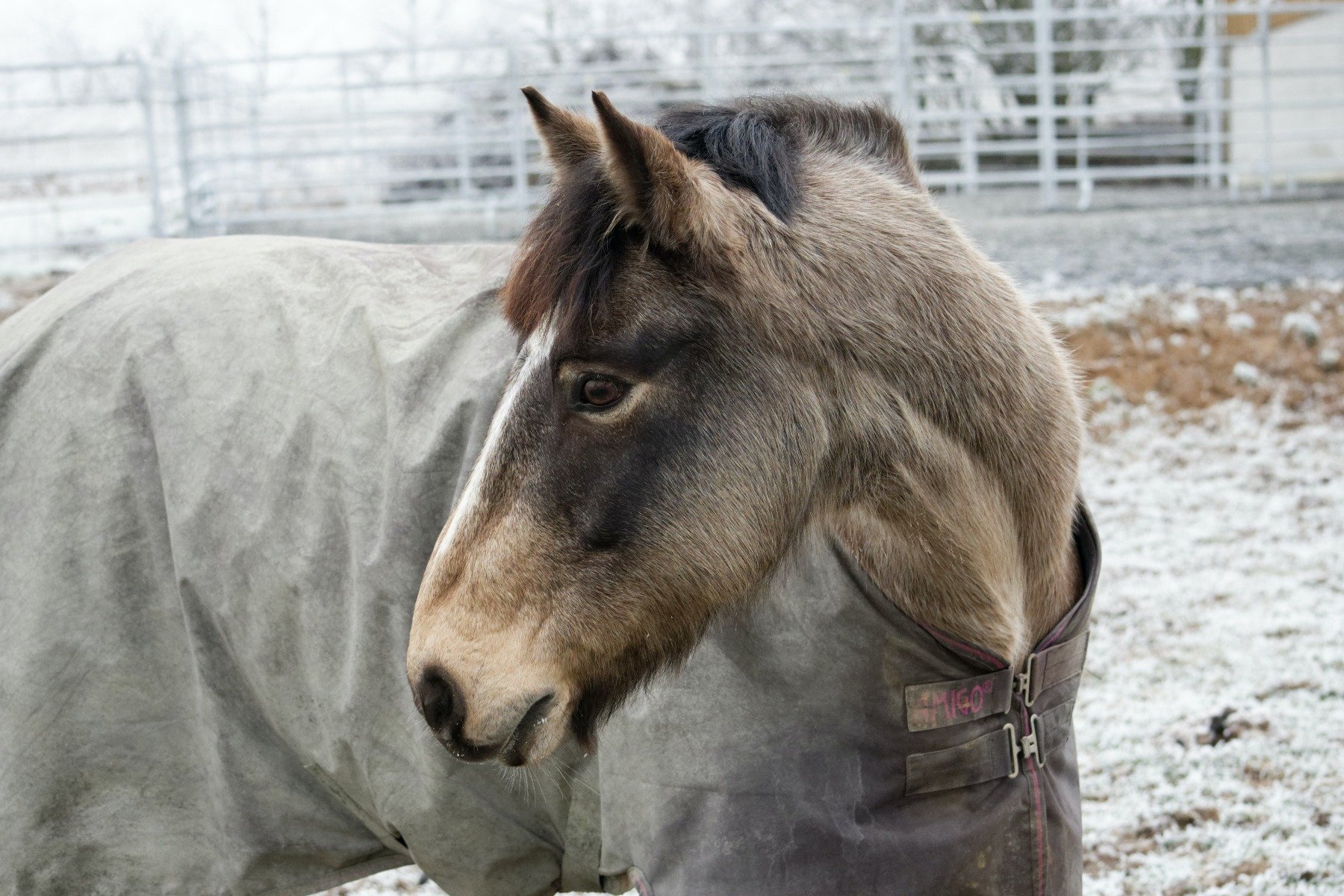 Pferd im Winter, eingedeckt auf der Koppel