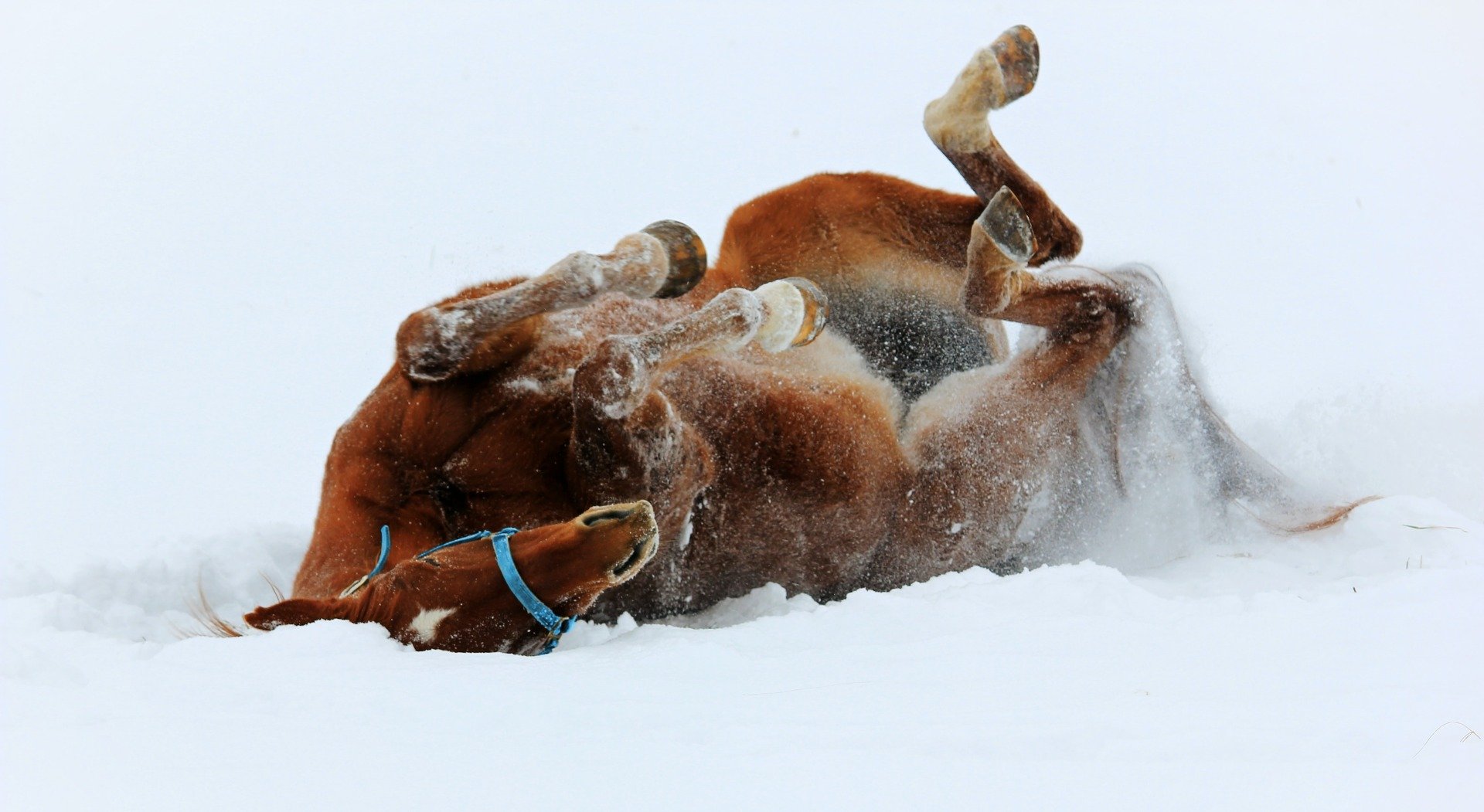 Pferd wälzt sich im Schnee