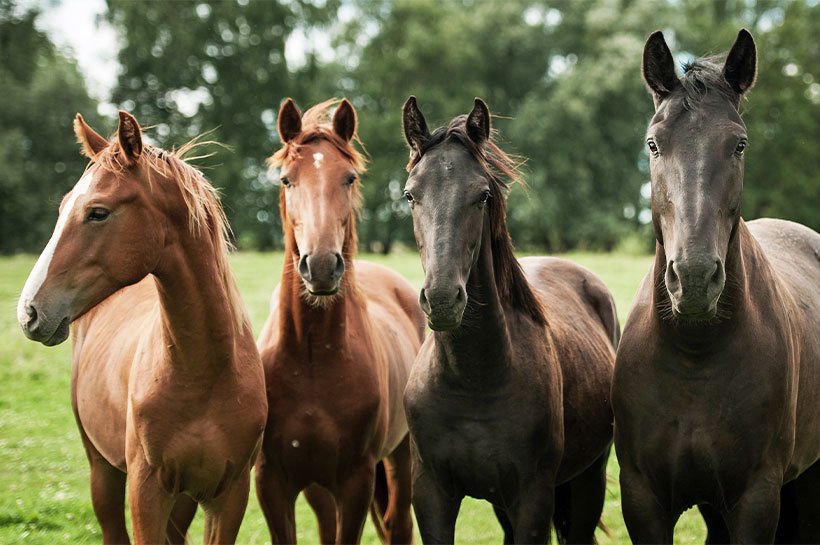 4 verschiedene Pferde nebeneinander auf der Weide