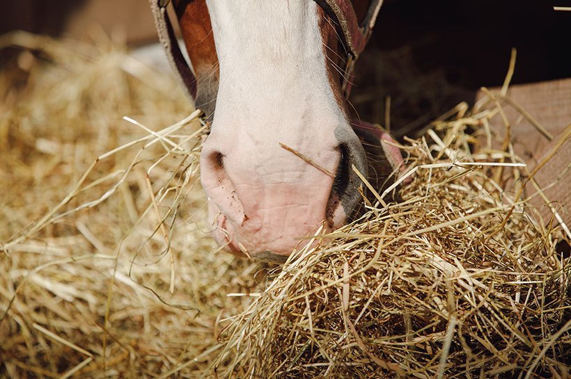 Ein Pferd frisst Heu