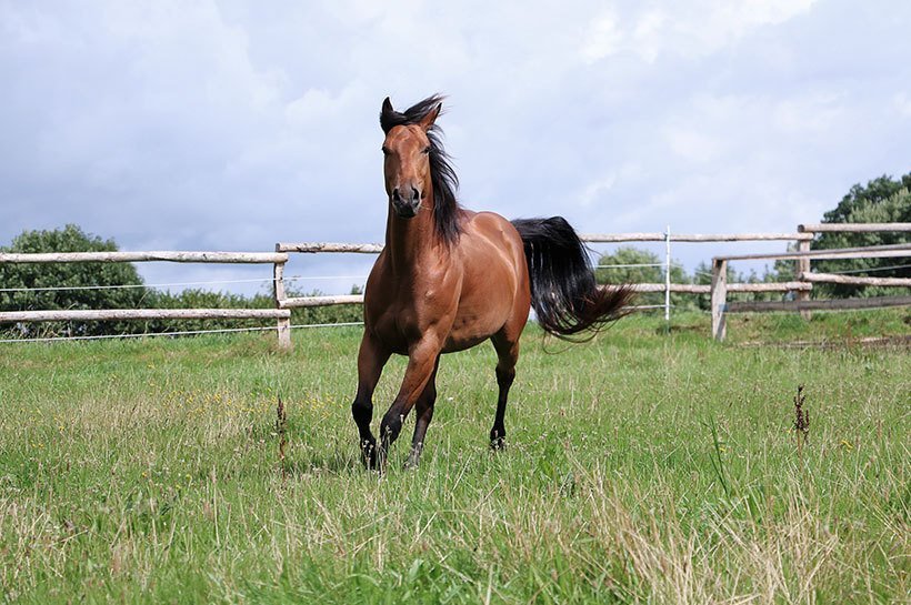 Pferd auf der Wiese galoppierend