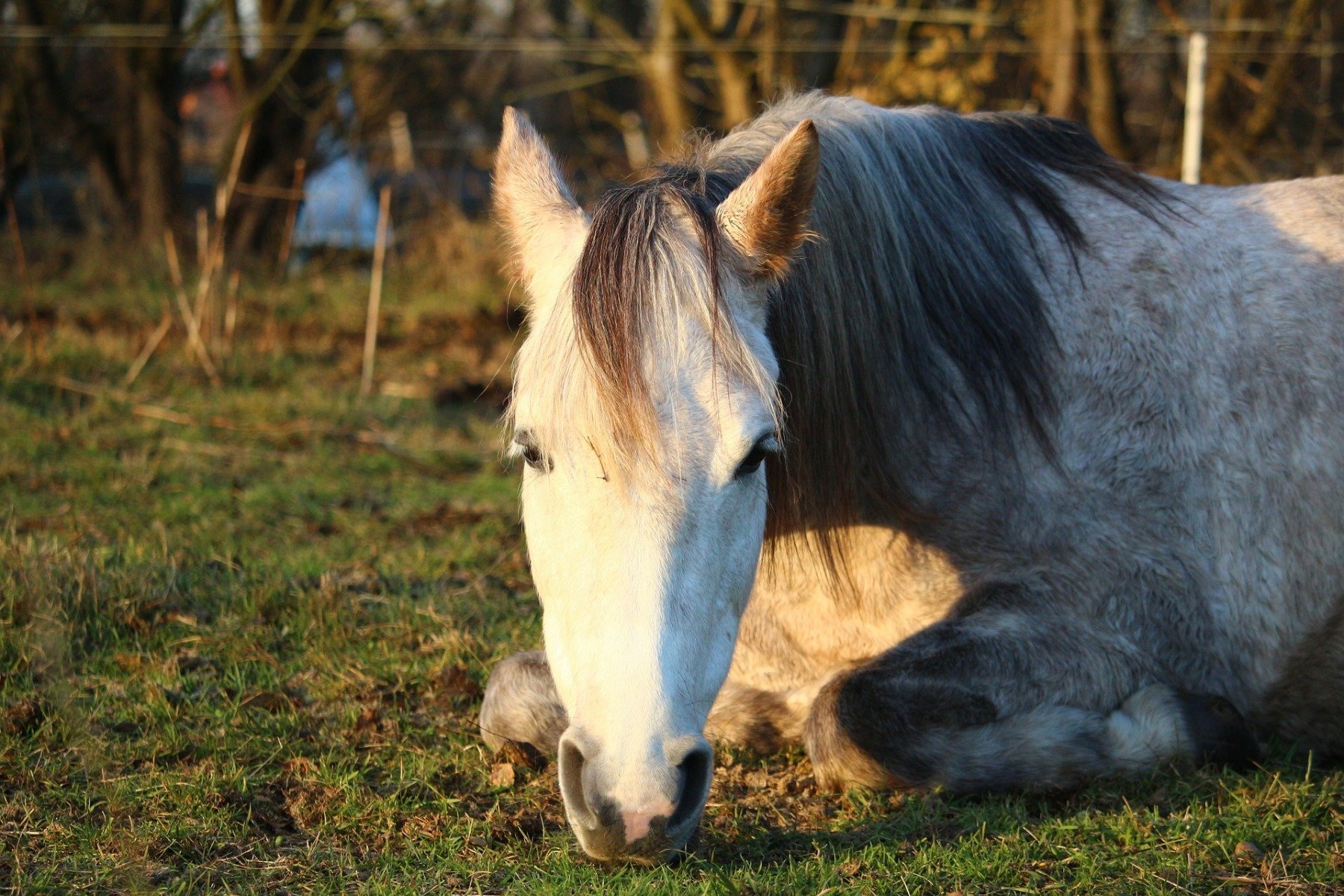 Pferd liegend