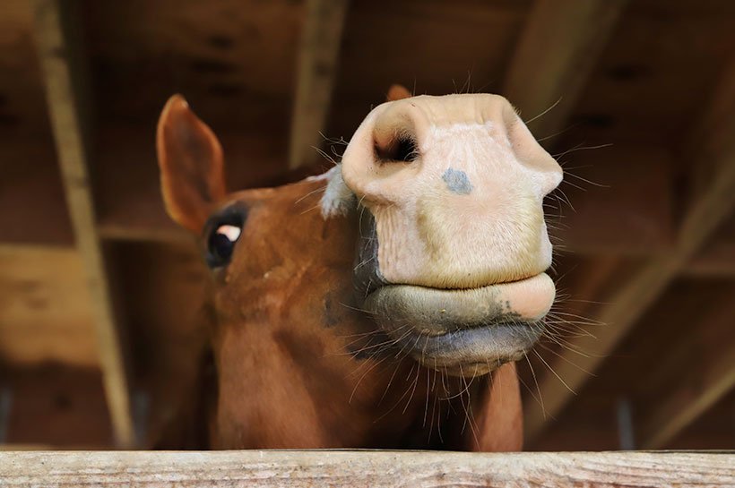 Pferd möchte Pferdeleckerlies haben