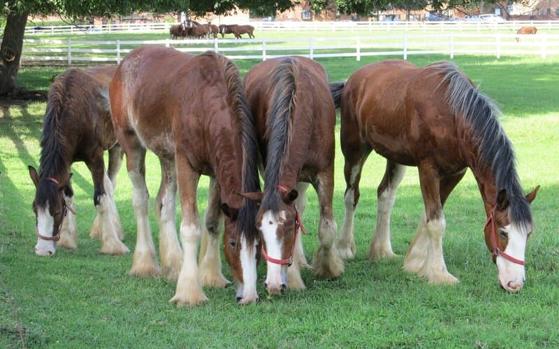 Clydesdale Pferde auf einer Wiese beim Fressen