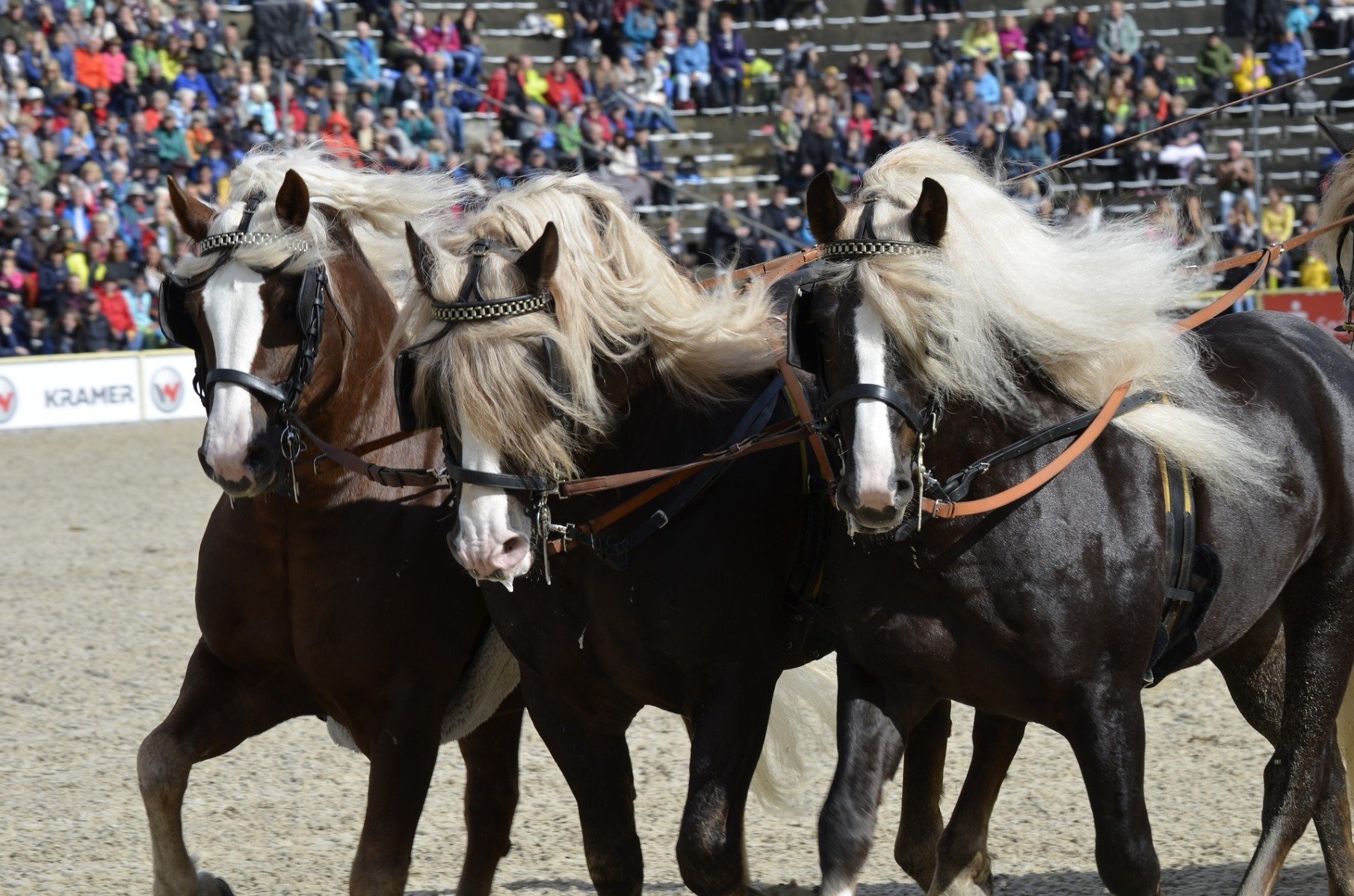 Kaltblüter bei einer Hengstparade im Gestüt Marbach