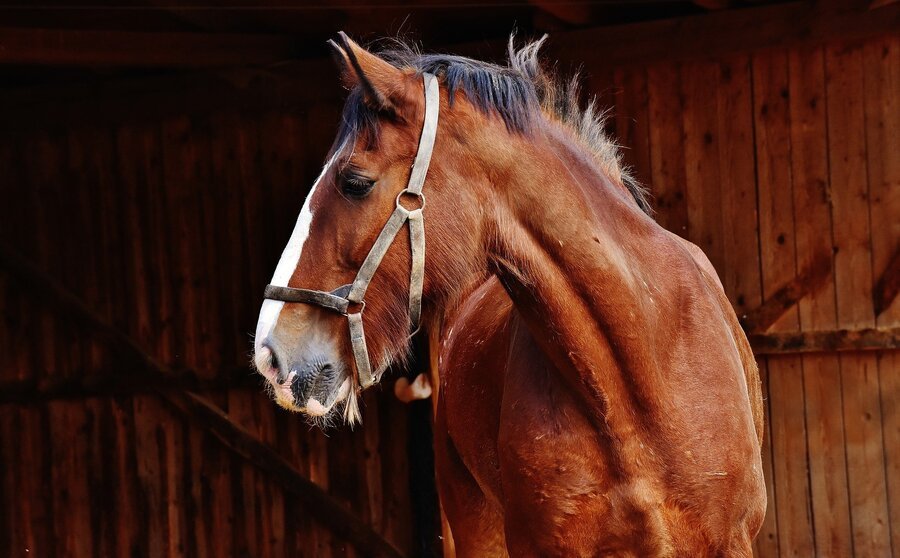 Kaltblüter der Pferderasse Shire Horse im Portrait