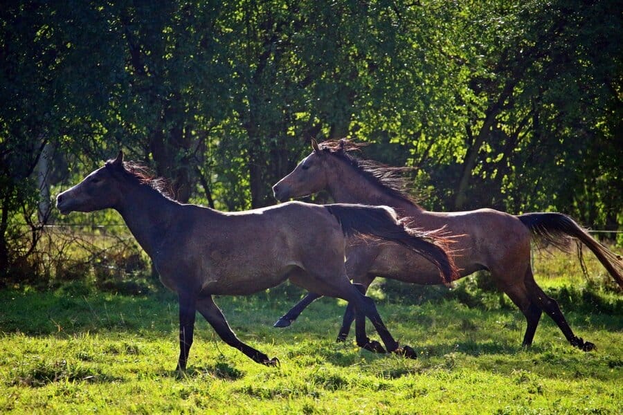 Araber Stute mit Fohlen im Galopp