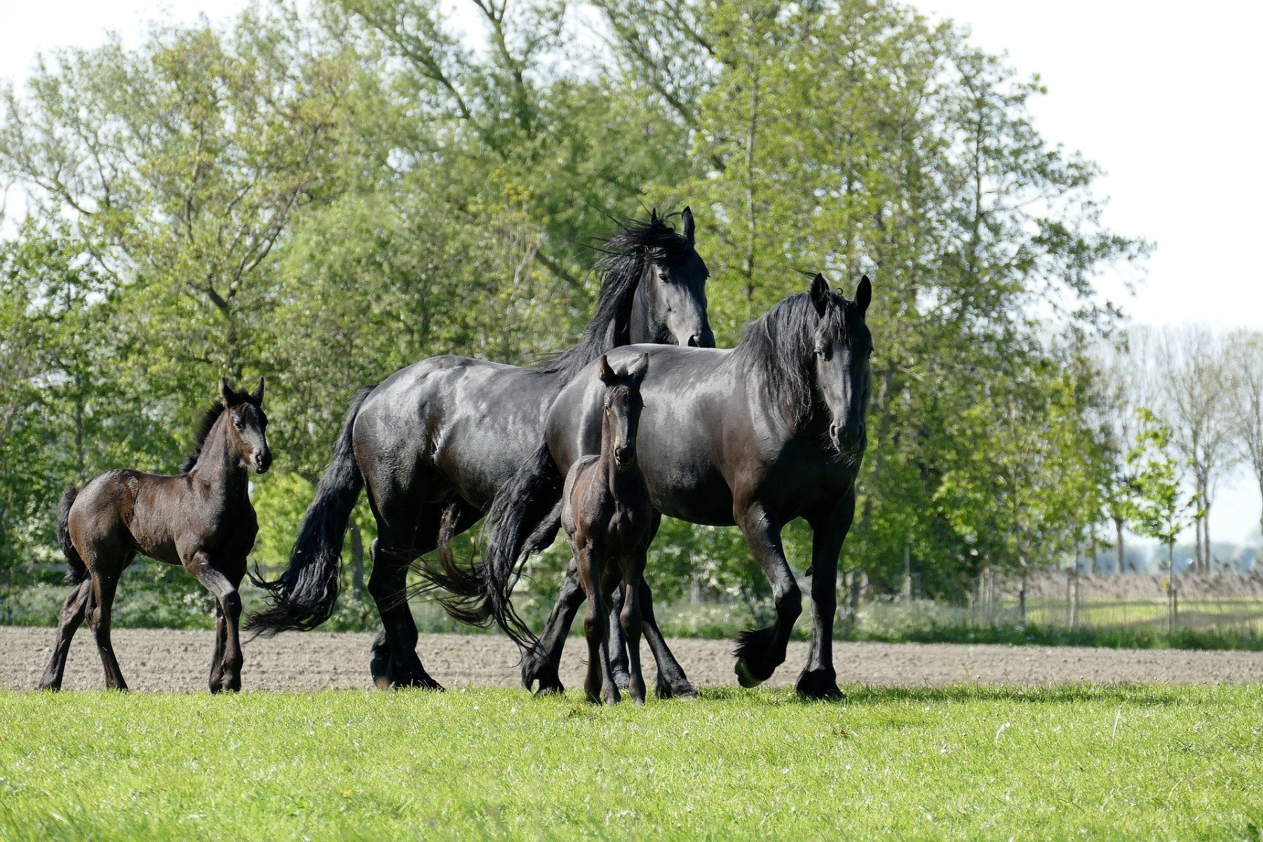Pferde der Rasse Friese auf der Weide