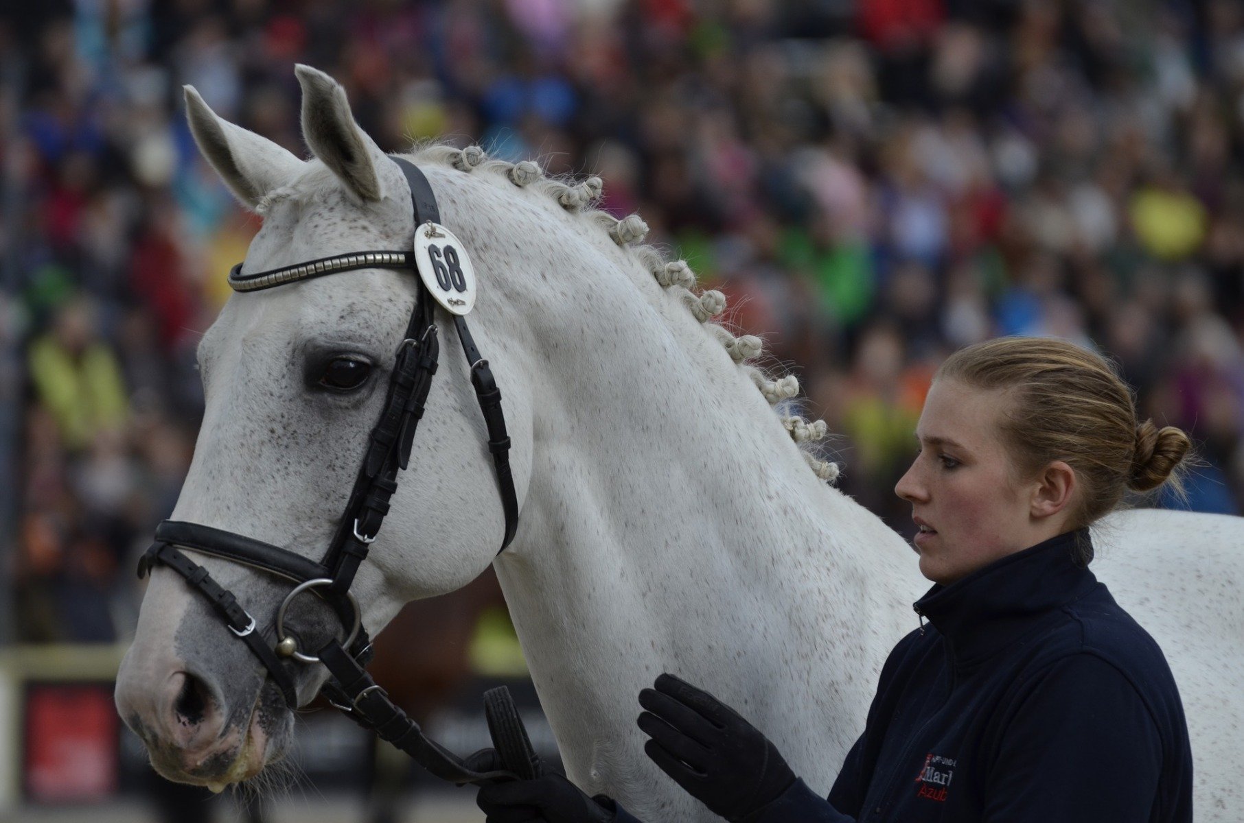 Warmbluthengst zur Zucht im Gestüt Marbach