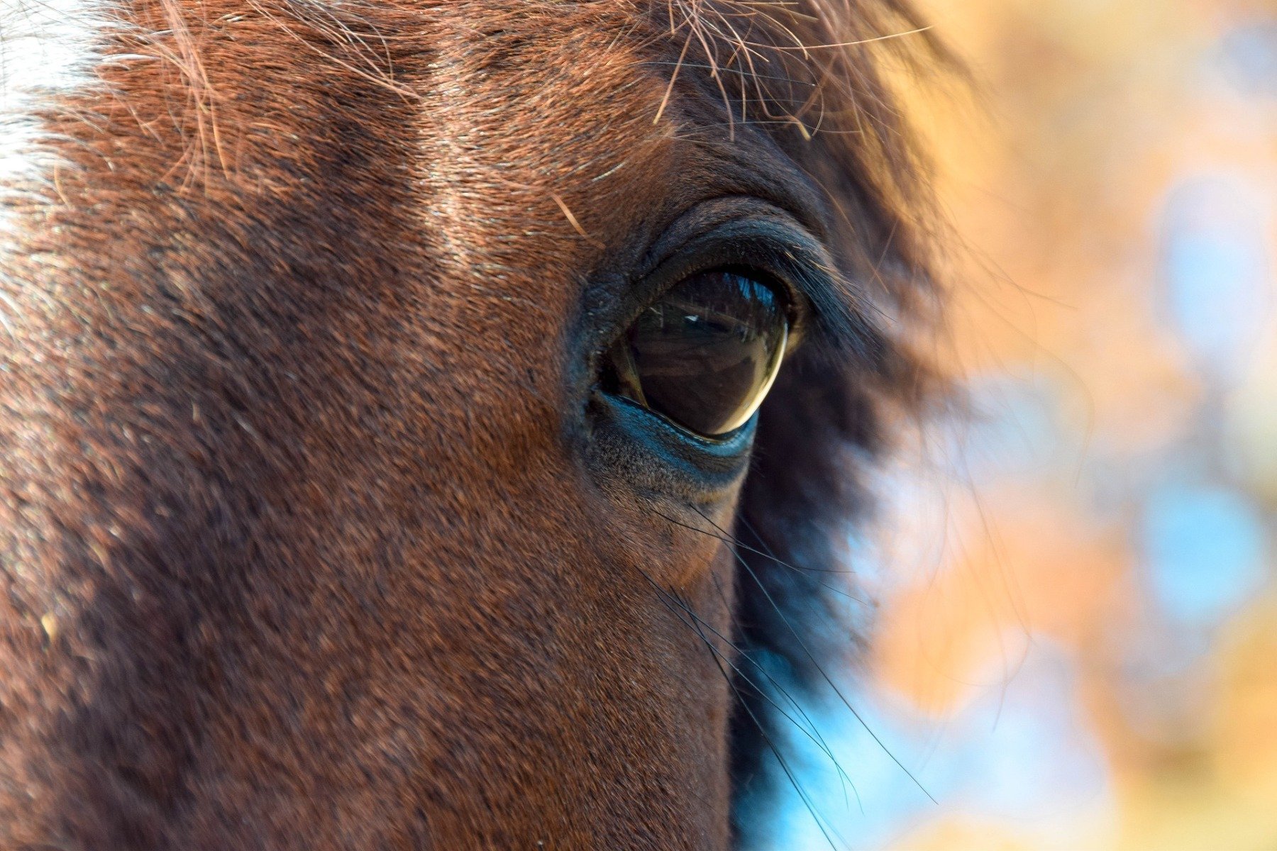 Pferd mit Angst im Portrait