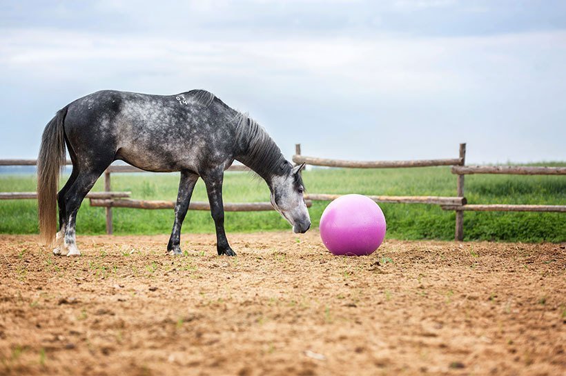 Pferd auf einer Weide mit einem pinken Pferdespielball