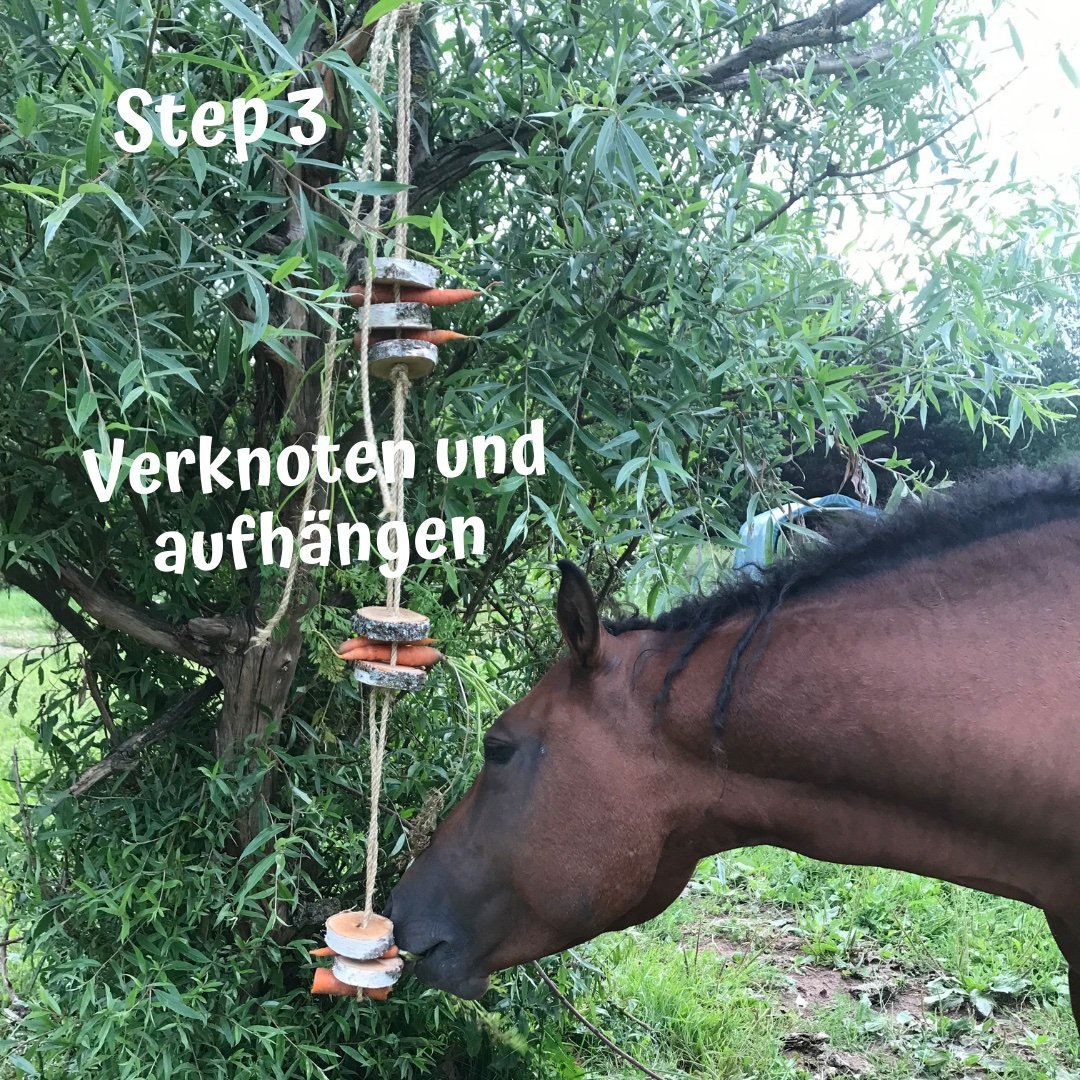 Ein Pferd frisst eine Karotte aus dem Knabberholz für Pferde