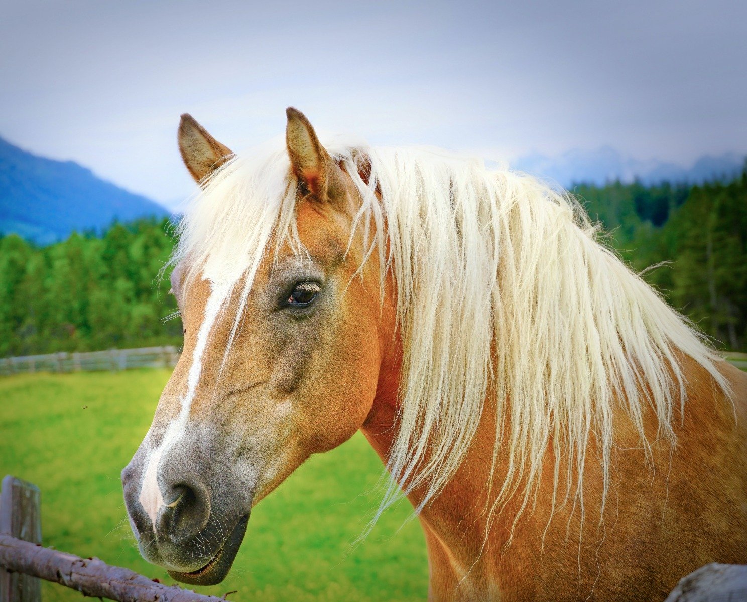 Haflinger auf Weide