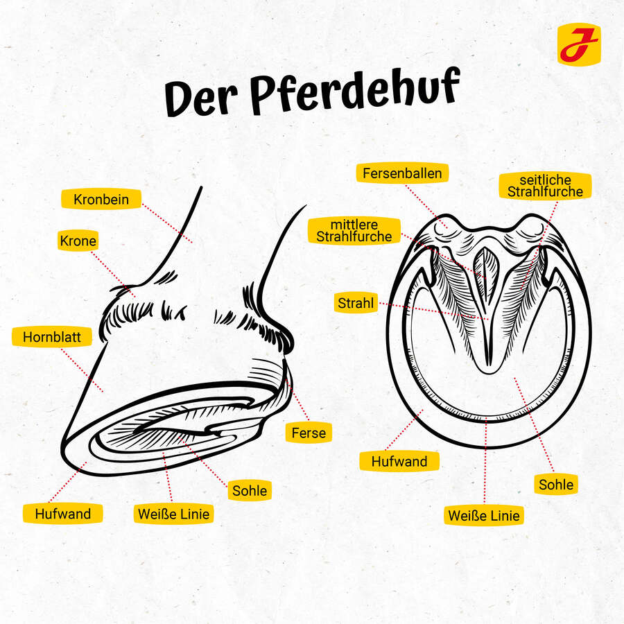 Grafische Darstellung vom Pferdehuf und Strahl mit Beschriftung