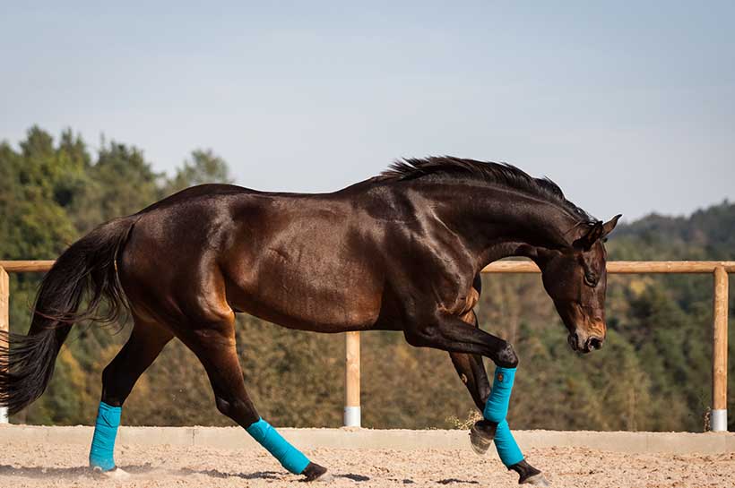 Pferd im Galopp ohne Reiter