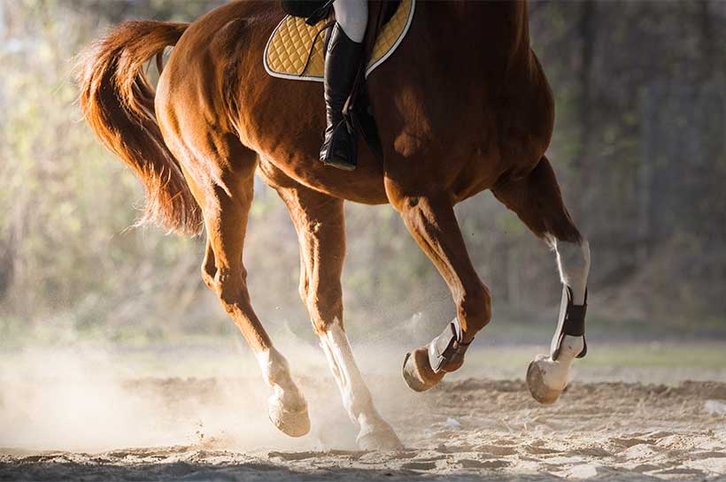 Hinterhand und Hufe im Galopp