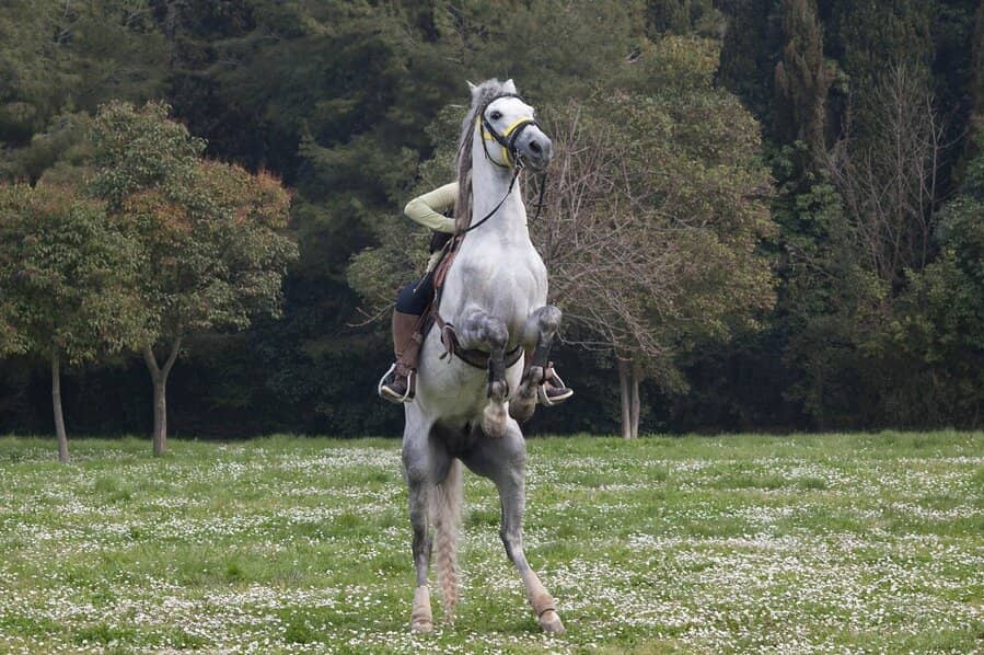 Steigendes Pferd mit Reiter