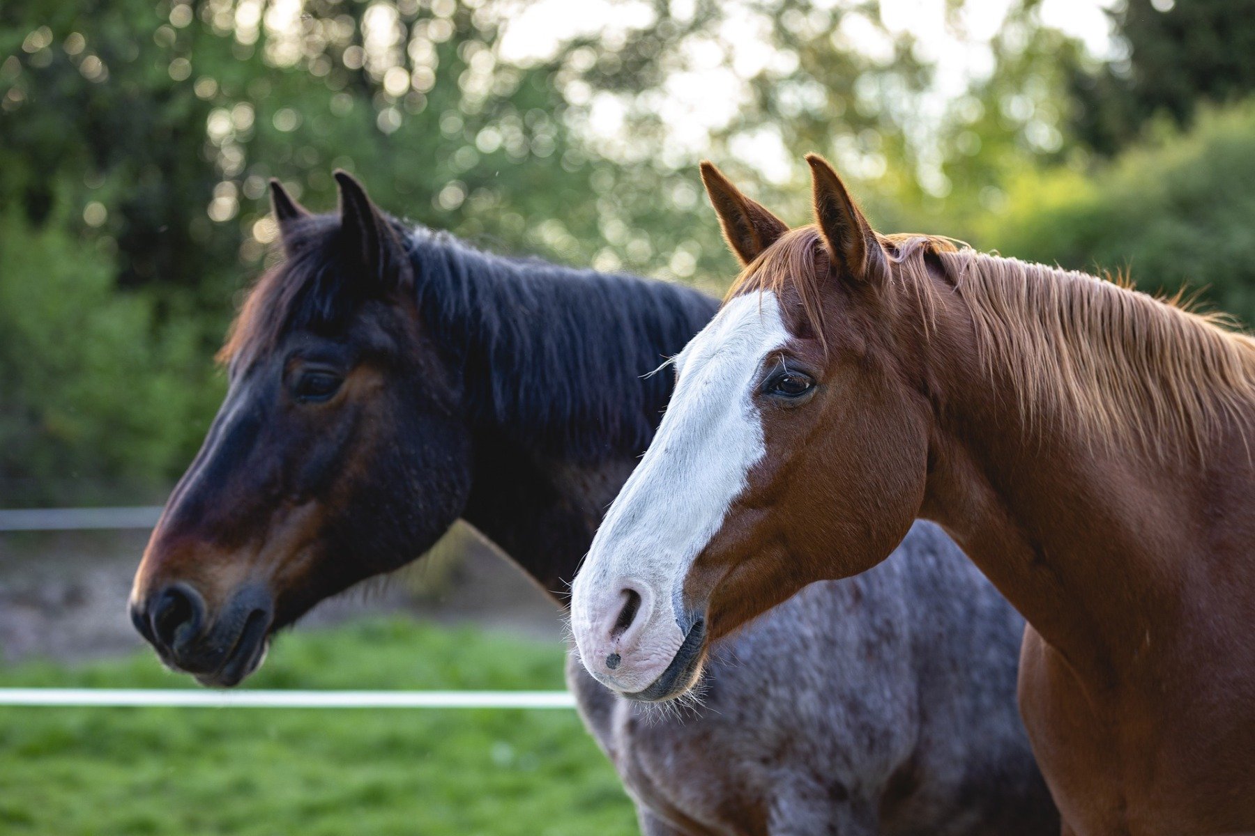 Zwei Pferde auf einer Weide