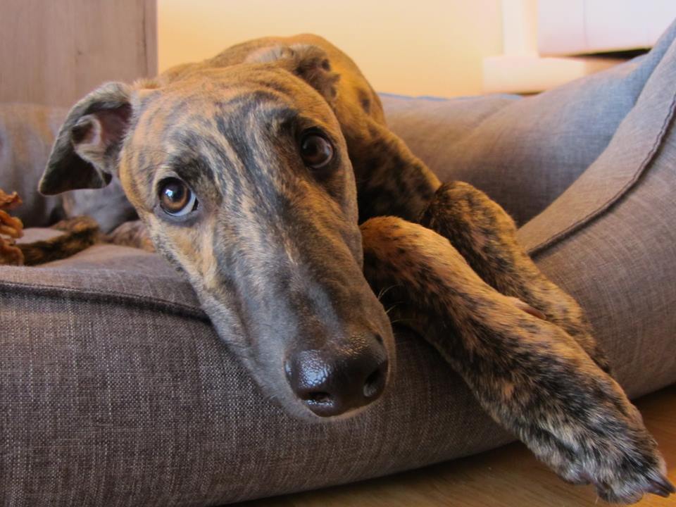 Juckreiz beim Hund ein lästiges Thema für Mensch &amp; Tier