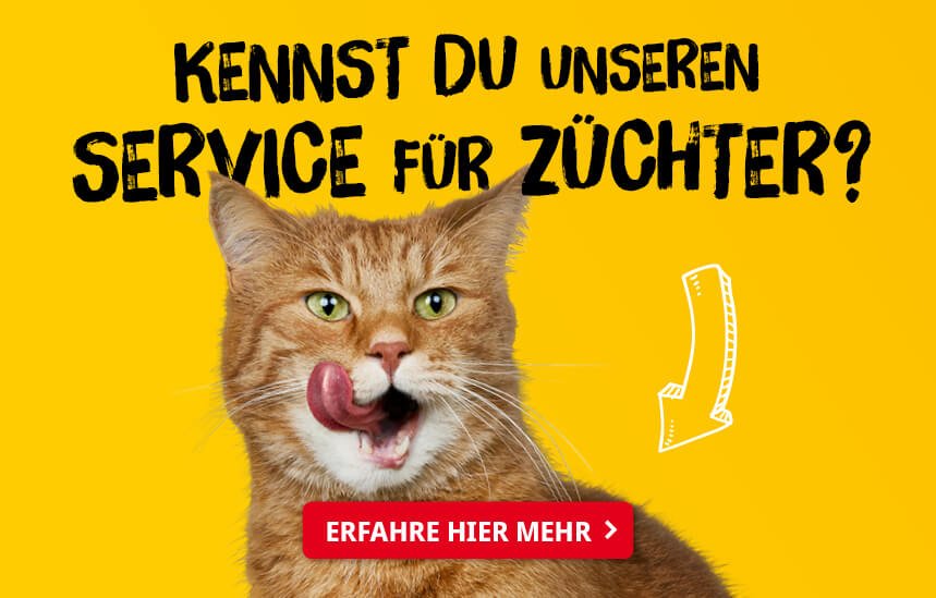 Rollige Katze: Anzeichen erkennen und Tier beruhigen ❤